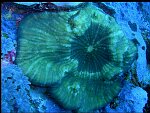 Sous-ordre : FAVIINA<br>Famille : MUSSIDAE<br>Genre : AUSTRALOMUSSA<br>Colonies plates ou en forme de dôme. Le tissu recouvrant les septes est souvent de couleur et/ou de différente du tissus recouvrant les côtes. Il y a plusieurs bouches par spécimen. Ce corail n'a été rencontré que dans l'archipel de Derawan.