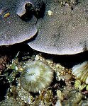 Sous-Ordre : FUNGIINA<br>Famille : FUNGIIDAE<br>Genre : CYCLOSERIS<br>Le genre Cycloseris regroupe des coraux de petite taille (toujours inférieure à 15 cm de diamètre), libres et solitaires, circulaires ou légèrement ovales, à bouche centrale, et dont les tentacules ne sont épanouis que la nuit. On les rencontre le plus souvent sur les substrats meubles inter-récifaux. Les Cycloseris sont difficiles à différencier des Fungias juvéniles, mais ces derniers sont attachés au substrat ou portent dessous une cicatrice encore fraiche de cet attachement. C. patelliformis est circulaire, voire légèrement ovale, avec un dôme central. La face inférieure est plate.Sa couleur est brun pâle bigarré.