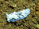 Ordre : CEPHALASPIDEA<br>Superfamille : ACTEONOIDEA<br>Famille : Hydatinidae<br>Ce petit mollusque bleuté de 1 cm n'est pas un opisthobranche mais un céphalaspidé. Sa coquille est en spirale et beaucoup plus petite que son corps. Il se trouvait sur une pente de sable volcanique vers 3 m de profondeur.