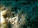 Ordre : SACOGLOSSA<br>Superfamille : ELYSIOIDEA<br>Famille : Elysiidae<br>Attention, ce n'est pas un nudibranche mais une thuridille (parapodes et restes de coquille)<br>