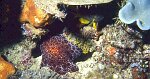 Ordre : NOTASPIDEA<br>Sous Ordre : PLEUROBRANCHOIDEA<br>Famille : Pleurobranchidae