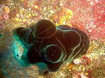 Ordre : SORBEOCONCHA ( ex Neotaenioglossa)<br>Famille : Vetulinidae (autrefois Lamellariidae)<br>C nigra n'est pas un Opisthobranche mais un prosobrancheCet animal est souvent pris pour un nudibranche et parfois appelé Chelyniotus nigra.. Il mesure environ 5 cm, possède une coquille interne, et 5 bosses qui ressemblent à des polypes coralliens. Est ce un forme de camouflage ? Ce sont des escargots, pourvus d'une coquille fine aplatie avec une ouverture très ample. Le manteau de l'animal enveloppe ici complètement la coquille : on peut donc le confondre avec une limace. Il y a deux caractéristiques qui permettent de distinguer les velutinidés des opisthobranches : - la présence d'un siphon au niveau de la tête. - les tentacules frontaux, qui sont fins et qui émergent du dessous du manteau. La plupart des velutinidés sont carnivores et se nourrissant d'ascidies.<br>