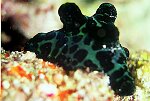 Ordre : SORBEOCONCHA ( ex Neotaenioglossa)<br>Famille : Vetulinidae (autrefois Lamellariidae)<br>Cet animal est souvent pris pour un nudibranche et parfois appelé Chelyniotus nigra. Il mesure environ 5 cm, possède une coquille interne, et 5 bosses qui ressemblent à des polypes coralliens. Est ce un forme de camouflage ? Ce sont des escargots, pourvus d'une coquille fine aplatie avec une ouverture très ample. Le manteau de l'animal enveloppe ici complètement la coquille : on peut donc le confondre avec une limace. Il y a deux caractéristiques qui permettent de distinguer les velutinidés des opisthobranches : - la présence d'un siphon au niveau de la tête. - les tentacules frontaux, qui sont fins et qui émergent du dessous du manteau. La plupart des velutinidés sont carnivores et se nourrissant d'ascidies.<br>
