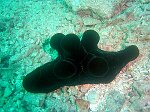 Ordre : SORBEOCONCHA ( ex Neotaenioglossa)<br>Famille : Vetulinidae (autrefois Lamellariidae)<br>Cet animal est souvent pris pour un nudibranche et parfois appelé Chelyniotus nigra. Il mesure environ 5 cm, possède une coquille interne, et 5 bosses qui ressemblent à des polypes coralliens. Est ce un forme de camouflage ? Ce sont des escargots, pourvus d'une coquille fine aplatie avec une ouverture très ample. Le manteau de l'animal enveloppe ici complètement la coquille : on peut donc le confondre avec une limace. Il y a deux caractéristiques qui permettent de distinguer les velutinidés des opisthobranches : - la présence d'un siphon au niveau de la tête. - les tentacules frontaux, qui sont fins et qui émergent du dessous du manteau. La plupart des velutinidés sont carnivores et se nourrissant d'ascidies.<br>
