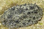 Ordre : SYSTELLOMMATOPHORA<br>Famille : Onchidiidae (pulmoné marin)<br>Il ne fait pas partie des Opisthobranches. Ce gros  mollusque se rencontre rencontré à marée basse, en plein soleil (donc ce n'est pas un nudibranche). Il mesure environ 10 cm. Son pied est charnu et musclé. Les Onchidiidae ont une cavité analogue à un poumon qui leur permet aussi de respirer dans l'air. La cavité s'ouvre par un pore sous le manteau, pas loin de l'anus. Ils ont sur le dos des papilles éparpillées faisant office de branchies. Ils habitent les mangroves et les zones boueuses. Ils se nourrissent d'algues.<br>