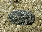 Ordre : SYSTELLOMMATOPHORA<br>Famille : Onchidiidae (pulmoné marin)<br>Il ne fait plus partie des Opisthobranches. Ce gros  mollusque se rencontre à marée basse, en plein soleil (donc ce n'est pas un nudibranche). Il mesure environ 10 cm. Son pied est charnu et musclé. Les Onchidiidae ont une cavité analogue à un poumon qui leur permet aussi de respirer dans l'air. La cavité s'ouvre par un pore sous le manteau, pas loin de l'anus. Ils ont sur le dos des papilles éparpillées faisant office de branchies. Ils habitent les mangroves et les zones boueuses. Ils se nourrissent d'algues.<br>