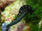 Ordre : SACOGLOSSA<br>Superfamille : ELYSIOIDEA<br>Famille : Elysiidae<br>C'est un opisthobranche mais pas ce n'est pas un nudibranche. Il possède un reste de coquille interne et des parapodes.