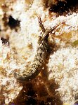 Ordre : SACOGLOSSA<br>Superfamille : ELYSIOIDEA<br>Famille : Elysiidae<br>Attention, ce n'est pas un nudibranche mais une thuridille (parapodes et restes de coquille)<br><br>